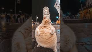 Котик на экскурсии!