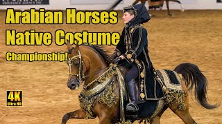 Purebred Arabian Native Costume Champ at Scottsdale Arabian Horse Show