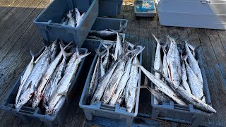 Commercial Mackerel Fishing | Mate For A Day | What Does It Pay?