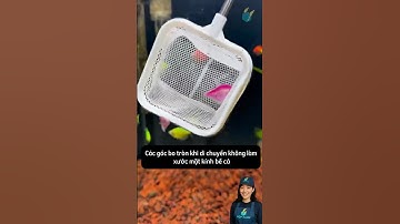 Vợt cá 3D đa năng vừa vợt cá dễ dàng vừa làm lồng cách ly cho cá #aquarium #youtubeshorts