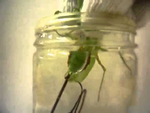 Parasite Comes Out of Praying Mantis