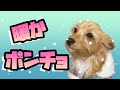 【犬用ポンチョ】もう冬服？買ったらすぐに着せたい！