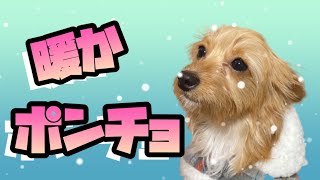 【犬用ポンチョ】もう冬服？買ったらすぐに着せたい！