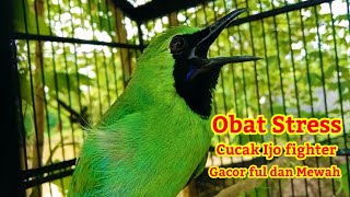 CUCAK IJO FIGHTER MEMANGGIL LAWAN DENGAN LANTANG SAMPAI SUARA TEMBUS