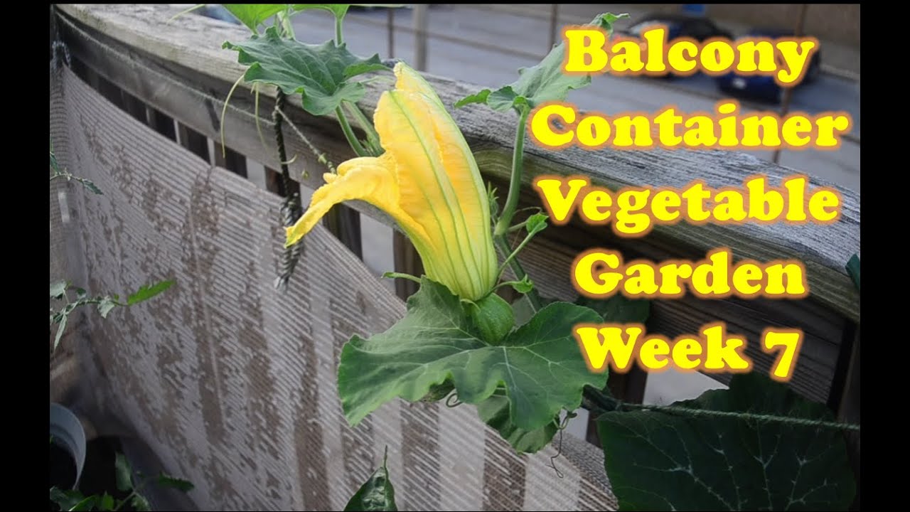 Container Vegetable Garden 2016 week 7 Kabocha flowers oh my! YouTube