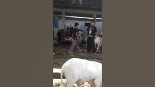 Adu domba garut. Semi kontes di pamidangan arlamba rancabango