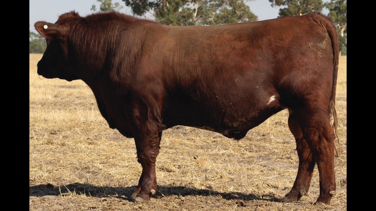 LOT 1 BELMORE BLOTCHED V29