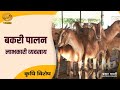 Krishi Vishesh | कृषि विशेष- बकरी पालन लाभकारी व्यवसाय | DD Kisan | November 13, 2025