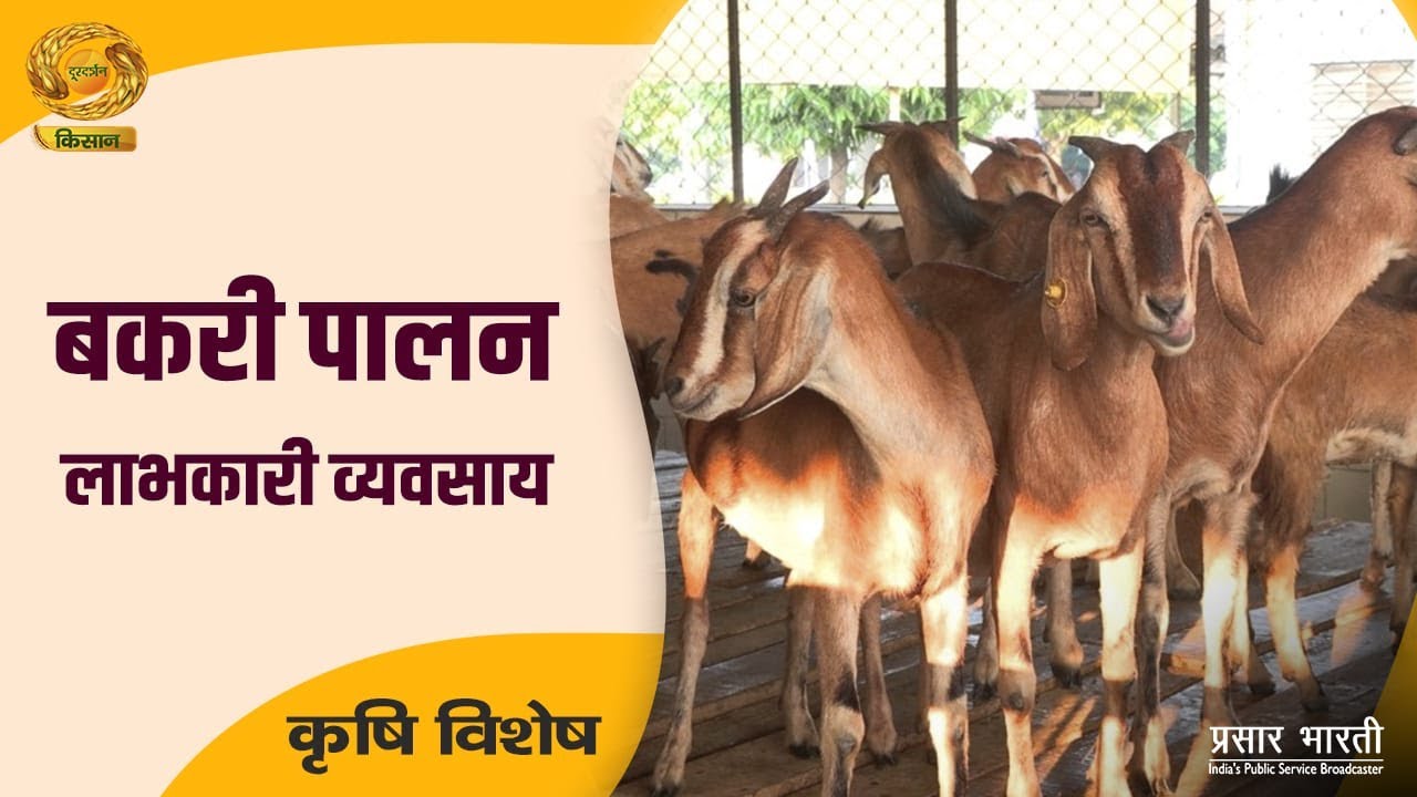 Krishi Vishesh | कृषि विशेष- बकरी पालन लाभकारी व्यवसाय | DD Kisan | November 13, 2025