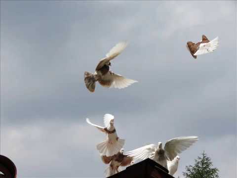 roller pigeons flying