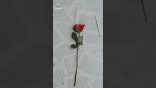Red Roses Love Status Whatsapp Status Couple Status