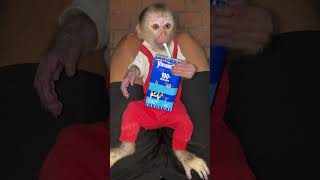 Bon Lay With His Father And Drank Milk