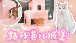 【黃阿瑪的後宮生活】貓咪芭比城堡紙箱DIY