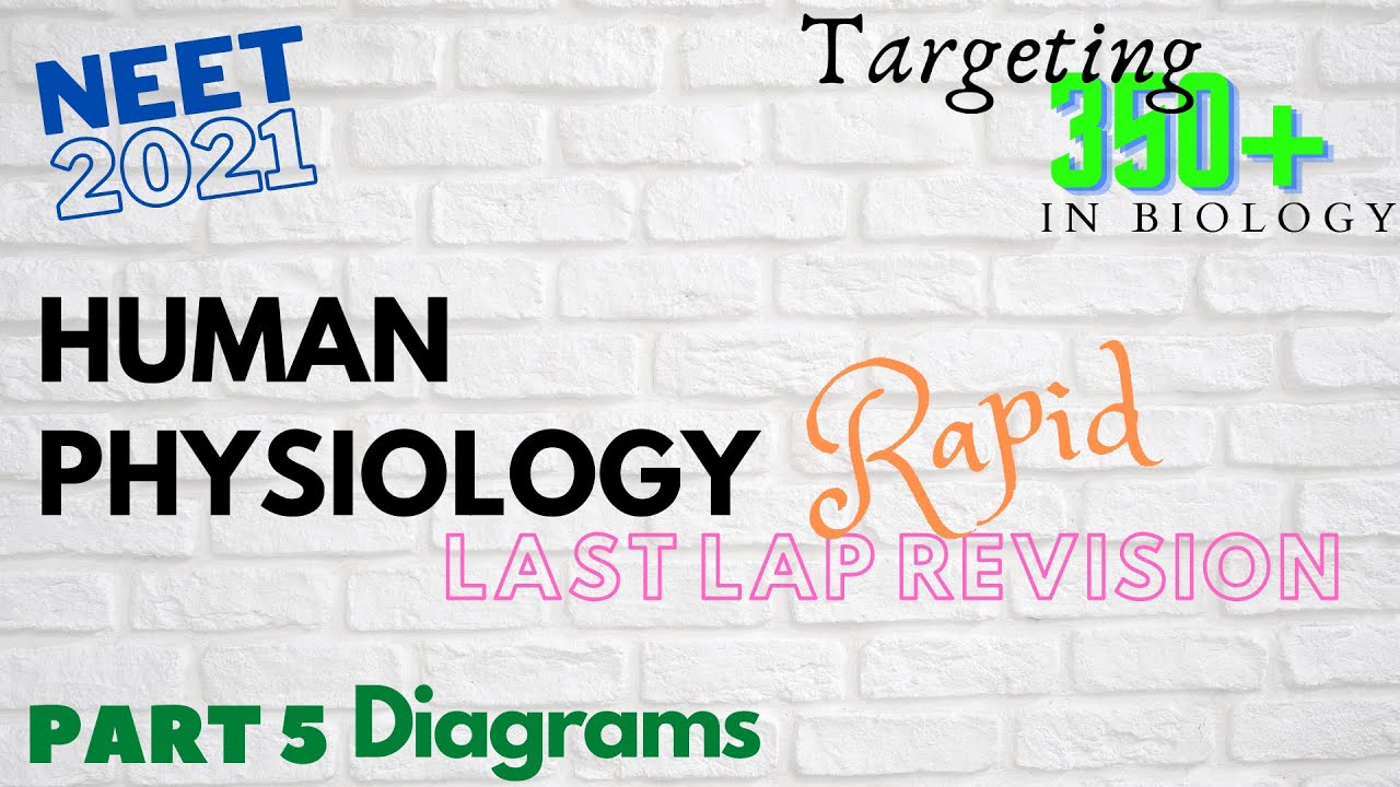 HUMAN PHYSIOLOGY II RAPID LAST LAP REVISION Part-5 Diagrams for NEET UG 2021