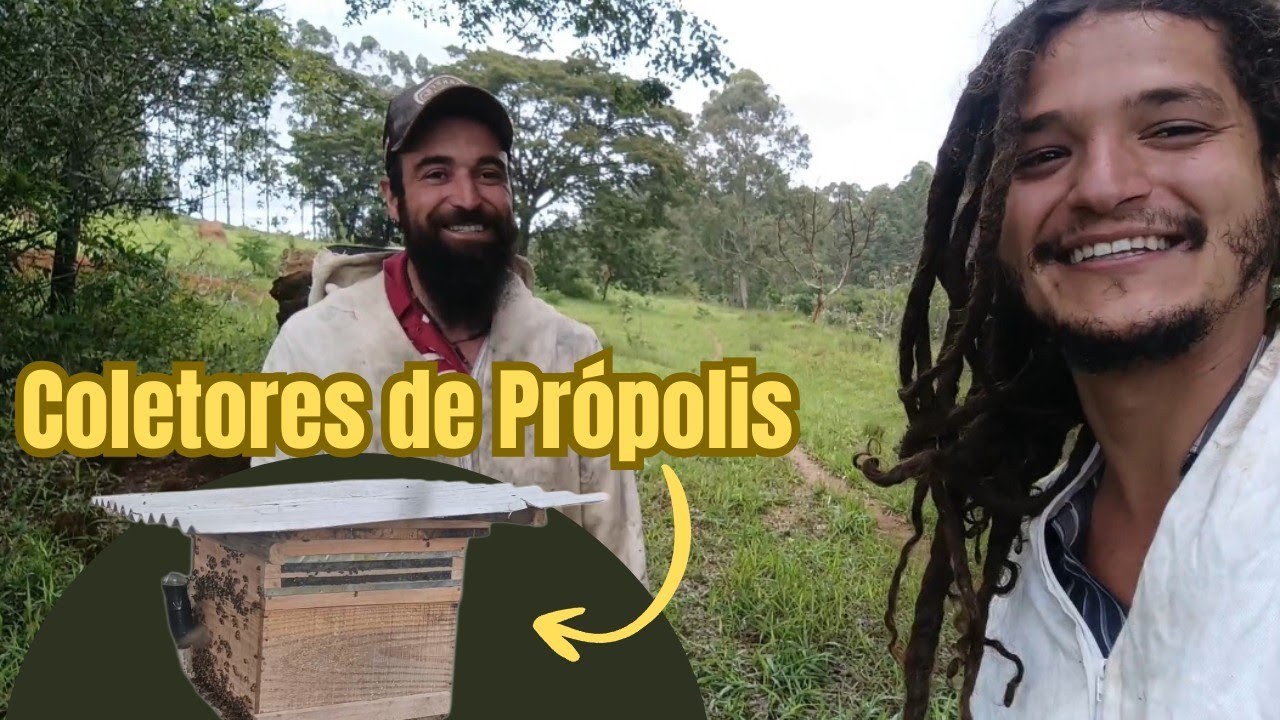 CAIXAS DE ABELHAS : ADICIONANDO COLETORES DE PRÓPOLIS 