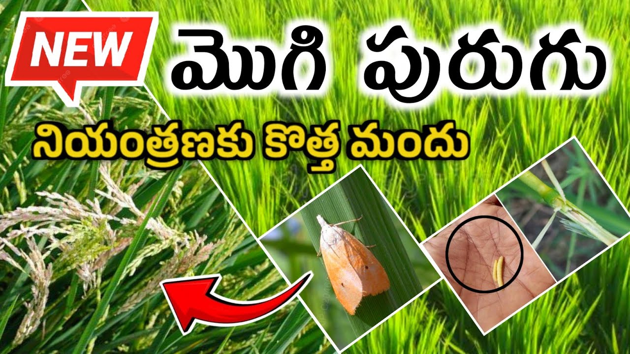 Corteva Agri Science Engage Insecticide @prasadagriculture - YouTube