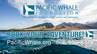 Pacific Whale Foundation Eco Tours