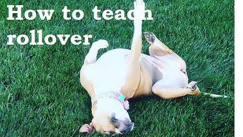 How to Teach Your Dog  Rollover