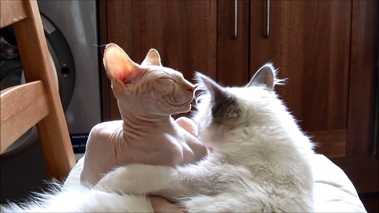 sphynx ragdoll