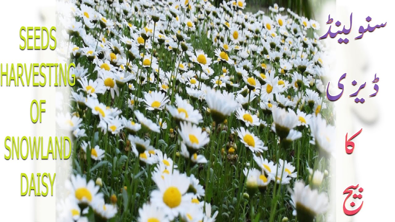 How to harvest Daisy seeds for next season Urdu/Hindi YouTube