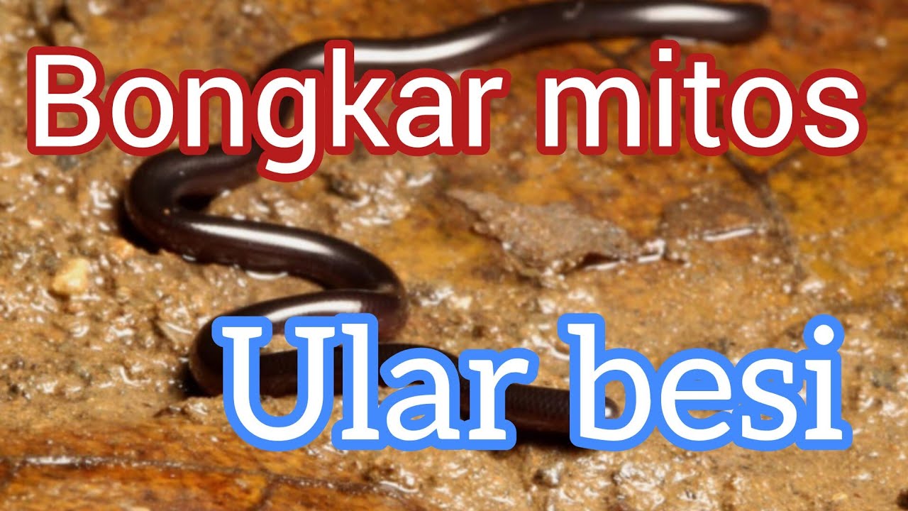 Bongkar mitos ular kawat.
