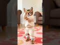 Pet Dance |#Cat #Dance #AdorableAnimals #petdance  #cute #kitten
