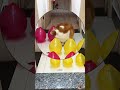 🐕One Avoids One Destroys! Funny Pet Challenge,#animals #shorts