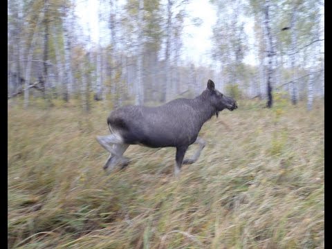 Видео: Один день на охоте. Лучший день.