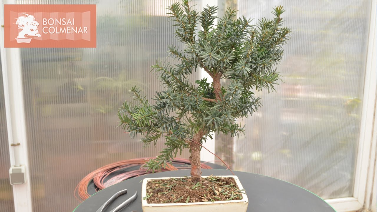 Dando forma a un tejo - Bonsai Colmenar