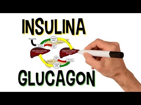 Vídeo: Insulina E Glucagon: Como Eles Funcionam?