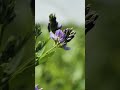 🌾 Go Green with Green Manure! #organicfarming #sustainablefarming