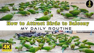 How to attract birds to your balcony  #parrot #viralvideo