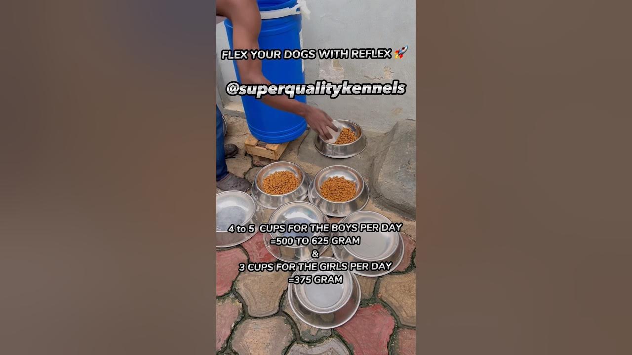 HOW I FEED MY DOGS KIBBLES dog dogfood YouTube