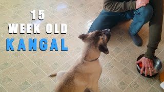 How to Train a Turkish Kangal Puppy to Patiently Wait for Food and Not Bark (FOLLOW UP)