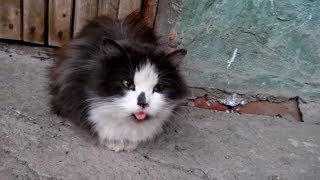 КОТЫ ПРИКОЛЫ 2019 - СМЕШНЫЕ КОТЫ - Funny Cats 2019 КОТЫ ПРИКОЛЫ 2019 - СМЕШНЫЕ КОТЫ - Funny Cats 2019