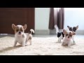 Chihuahua Puppies の動画、YouTube動画。