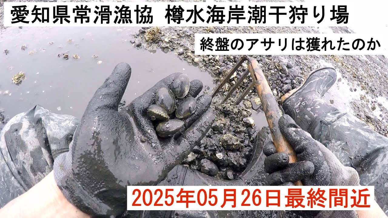 2025年05月26日 愛知県常滑漁協 樽水海岸 潮干狩り シーズン終盤獲れたのか