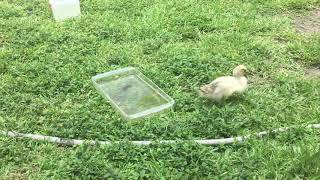 The baby duck