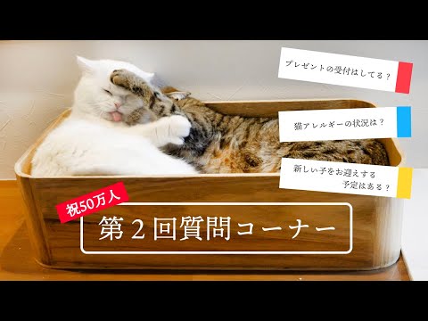 【祝50万人】第２回ポムしまのゆるゆる質問コーナー！