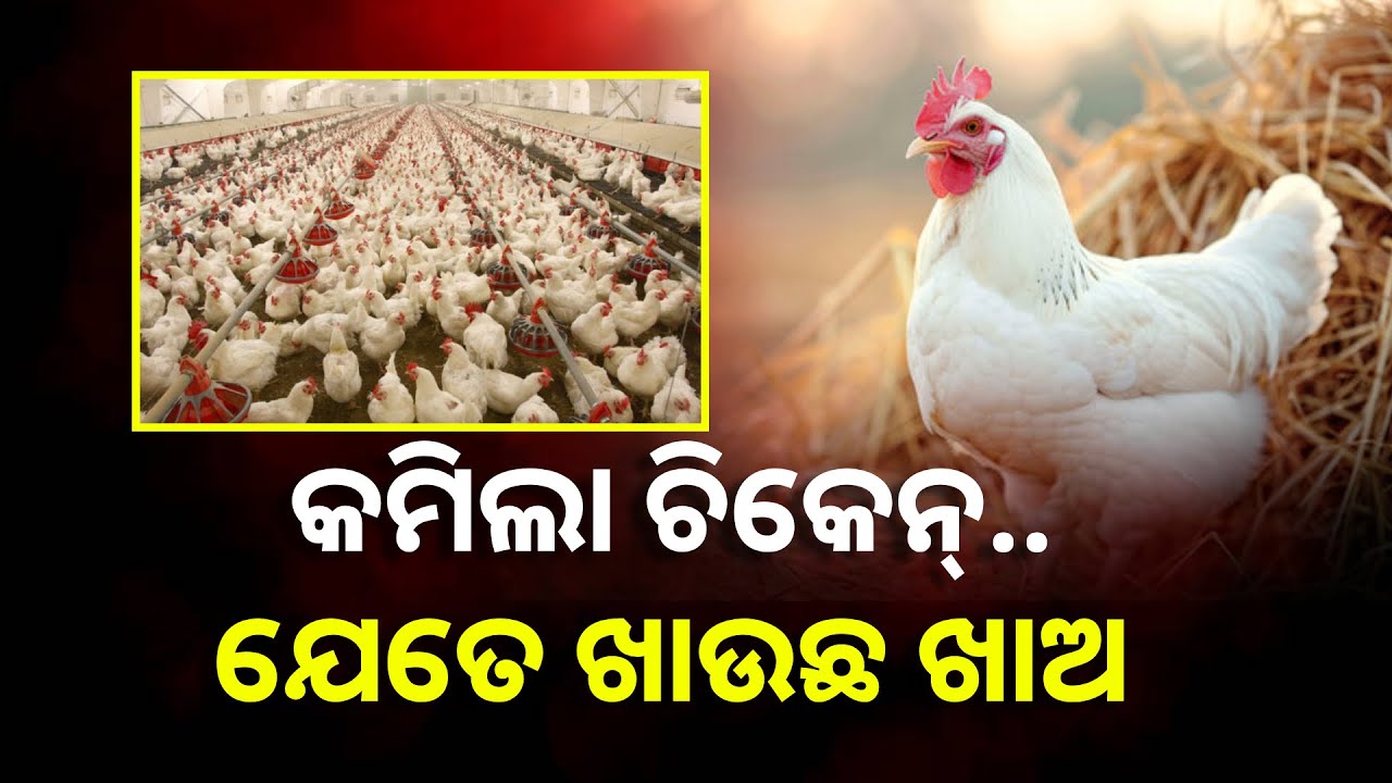 ଭୁବନେଶ୍ୱରରେ ଖସିଲା ଚିକେନ ଦର ,ଜଣାନ୍ତୁ କିଲୋ ପିଛା ଦର କେତେ || Kenws Odisha