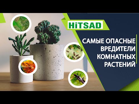 Самые опасные вредители