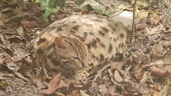 Watch the video about Beautiful Asian Leopard cat