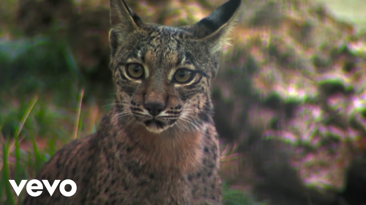 Oz Harte - Cypress. Lamentation in C Major. (Official Music Video)