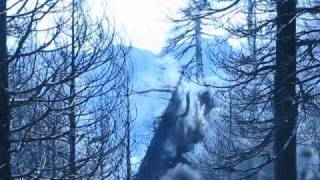 Hazard Tree Blasting