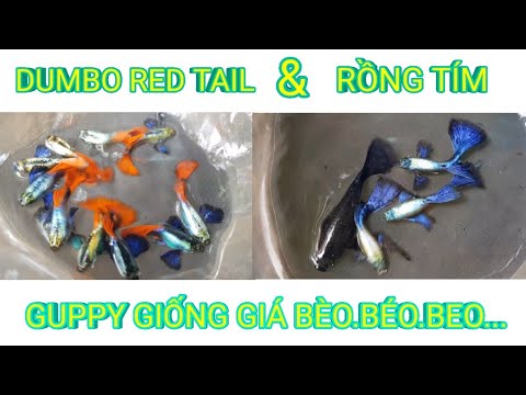 Video Cá Bảy Màu Giống Size Cối - Giá rẻ như cá thường |... - youtube
