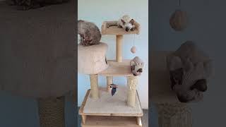 Drapak, wieża dla kotów 😻 #kropelkadevonrex 😻 #devonrex 🐱 #kot 🐾 by KROPELKA Devon Rex 11 views 11 days ago 3 minutes, 2 seconds