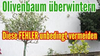 Olivenbaum überwintern - Diese FEHLER unbedingt VERMEIDEN bei der Überwinterung vom Olea europaea