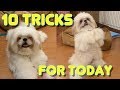 Shih tzu Puppy Performs 10 Tricks as He Turns 10 Months Old ( Cute & Funny Dog Video)