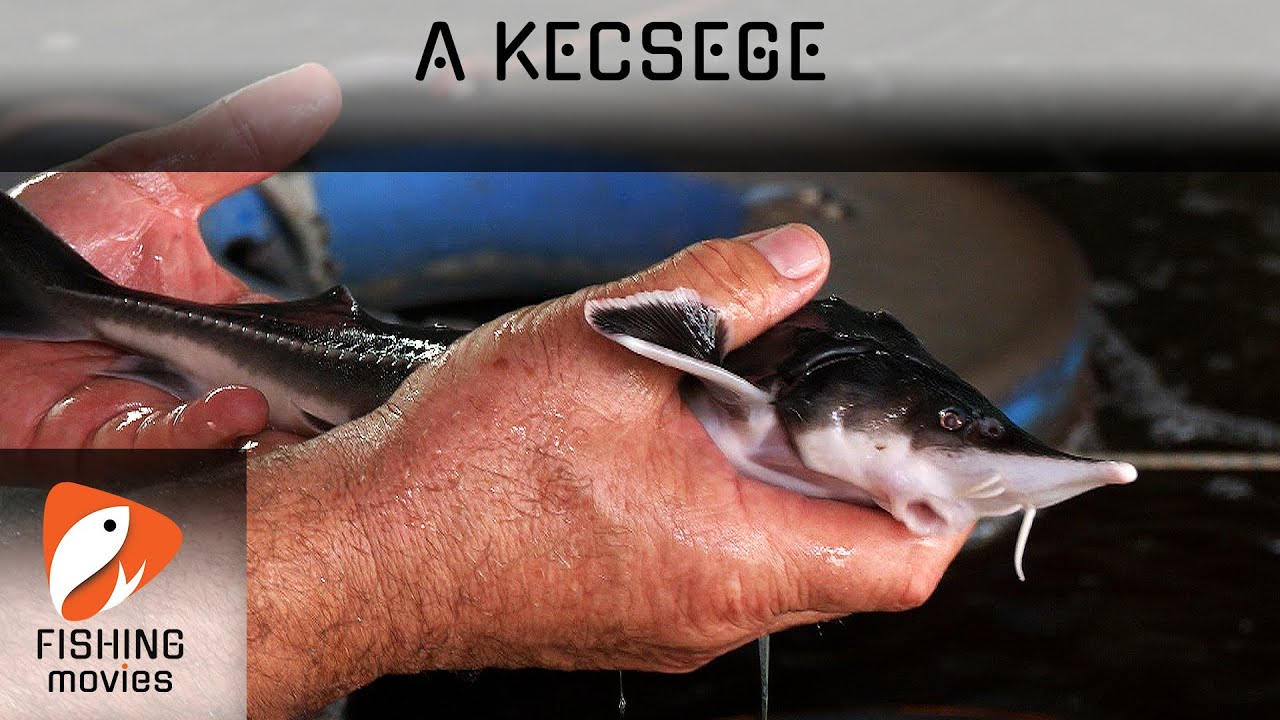 A Kecsege