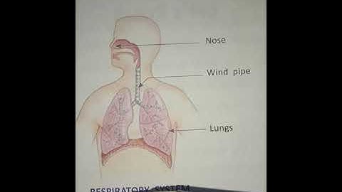 Class 3 Science (Ch-9)Our Body